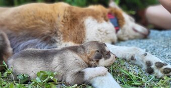 Predám krásne zdravé šteniatka Sibírsky Husky - 6