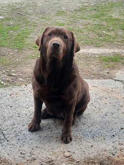 Čokoládové šteňatá Labradora - 6