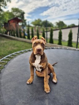 American bully XL - 6