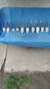 Predám srnčie trofeje parožie, zhody, srnčie. - 6