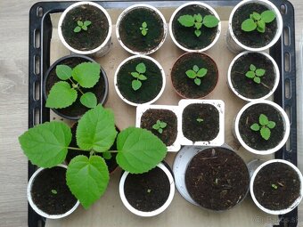 Semená rýchlorastúceho stromu Paulownia hybrid 9501 120+ ks - 6