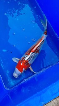 Koi Kapre - 6