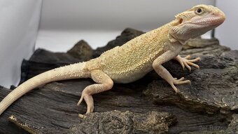 Agama bradata - Zero , het Zero 🦎 - 6