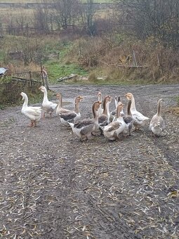 Cholmogorske Husi - 6