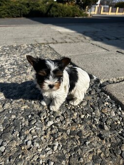 Yorkshire teriér mini - 6