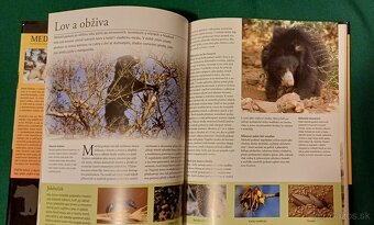Medvedi- úžasná kniha od Pandy po Medveďa Ľadového - 6