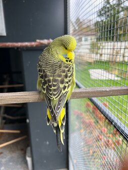 Vystavné andulky - 6