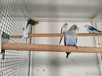 Andulka blackwing, ciernokrydla - 6