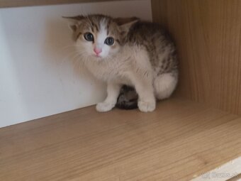 2,5 mesačné mačiatko - 6