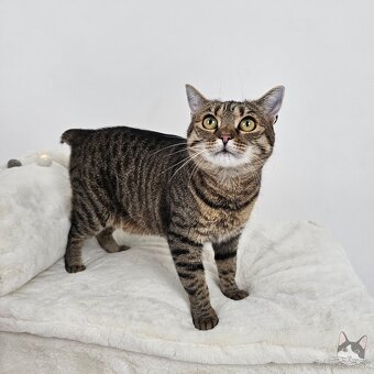 Očarujúca mačička ZOJKA hľadá domov - 6