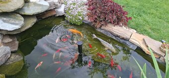 Koi kapor - 6