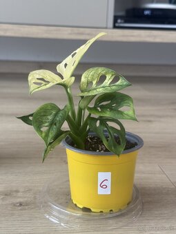Monstera adansonii variegata - 6