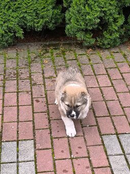 Stredoázijský ovčiak - 6