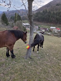 Pastvinové ustajnenie 24/7 - 6