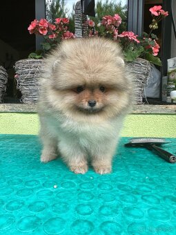 Pomeranian s pp FCI - 6