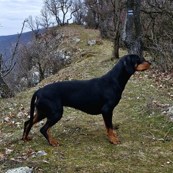 Šteniatka Slovenský kopov - 6
