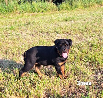 Rotvajler, rottweiler - 6