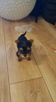 Yorkshirsky terier mini, york - 6