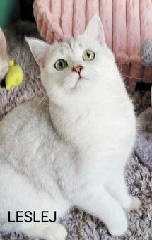 ŠKÓTSKE MAČKY s PP/ TICA 151 - 6