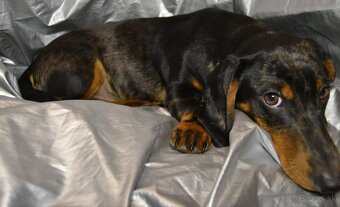 ❗Krásny trpasliči merle 🐕jazvečík🐕chlapec♂️ - 6