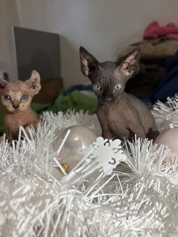 Mačiatka Sphynx - 6