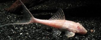 pleco - 6