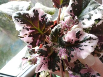 Africká fialka panašovana (Saintpaulia variegata) Valéria - 6