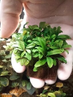 Akvariova rastlina Bucephalandra sp. Kualakuayan 1 - 6