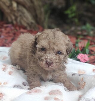 Maltipoo - 6