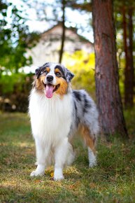 Australsky ovciak - Krytie, PP - 6