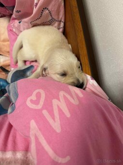 Predaj / Rezervácia šteniatok Zlatého retrievera - 6