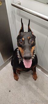 Príjmem predbežné rezervácie - Doberman - 6