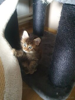 MAINE COON - 6