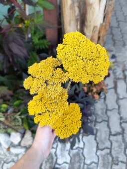 💛 Žltý veľký rebríček – sušená kytička alebo na tvorenie 💛 - 6