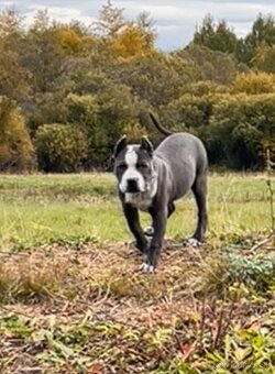 Americký stafford - 6