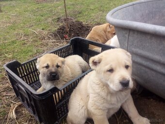 Prodám štěňata stredoázijských ovčáku - 6