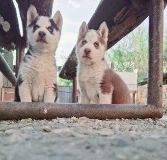 Sibirsky husky - 6