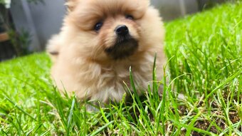 Pomeranian mini - fenka - 6