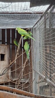 Papagaje rozely - 6