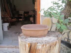 bonsai,bonsaj-miskiy malé-mrazuvzdorné - 6
