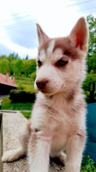 Sibirsky husky hasky - 6