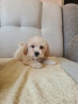 Maltipoo - 6