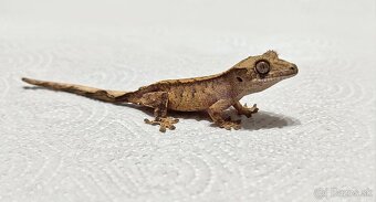 Pagekon riasnaty - 6