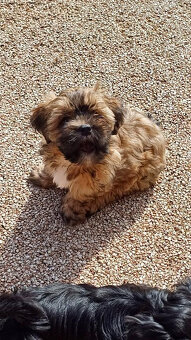 Prodám štěňata Lhasa Apso - 6
