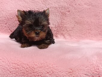 Yorkshire terrier - 6