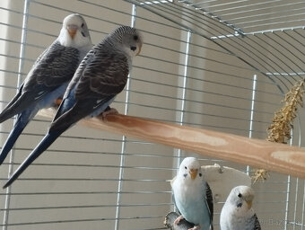 predám andulky čiernokrídle - 6