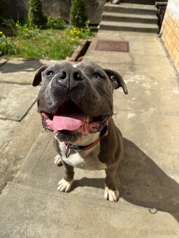 American Bully - 6