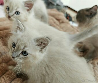 Ragdoll - 6