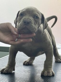 American Bully Xl - 6