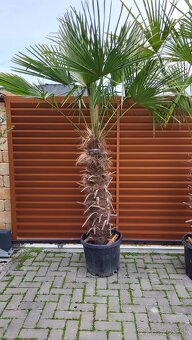 Trachycarpus Fortunei - 6